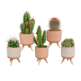 Cactus mix in terracotta betonpotjes op pootjes